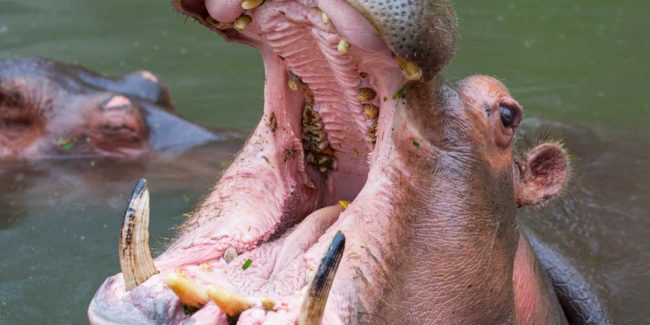 Wrongful Death Lawsuit Filed Against Tour Company Following Fatal Hippo Attack